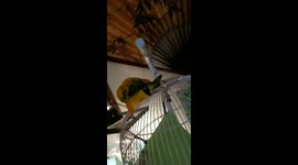 Sun Conure chases her own tail