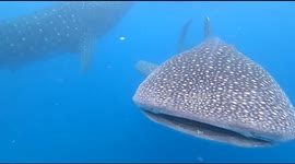 Pair of friendly whale sharks play with tourists in Indonesia
