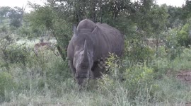 A huge Rhino bull goes from asleep to angry in seconds