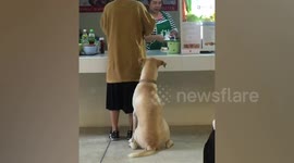 Stray dog queues at university canteen for food