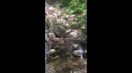 Two king cobras engage in ritualised combat for female's attention