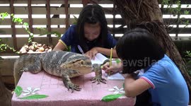 Schoolgirls Do Homework With Pet Lizard