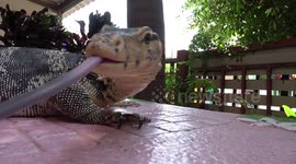 Pet Monitor Lizard Licks Camera