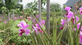 orchid farmers