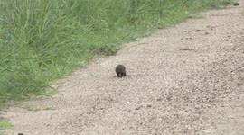 Cute and curious – a young Dwarf Mongoose checks us out
