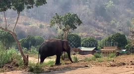 Coronavirus: Elephant camps deserted in Thailand raise fears animals could starve