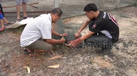 Python rescued after getting tangled in fencing net in Thailand