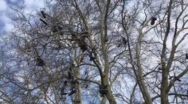 Shoe Tree in Skatepark with Skateboard Shoes