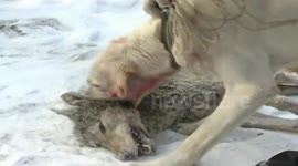 Two trained hounds kill wolf in Harbin, save villagers