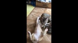 They love cuddling and fighting