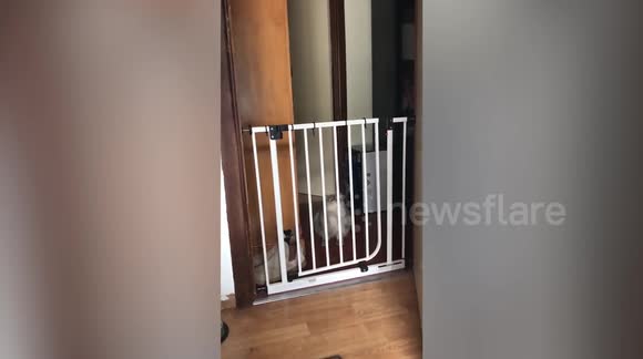 cat jumping stair gate