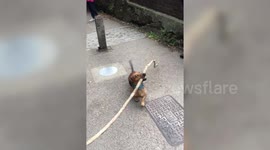 Tiny dachshund manages to navigate around parks carrying large stick in mouth