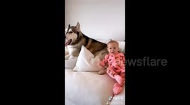 This husky and baby's ADORABLE first year of bonding goes viral on TikTok