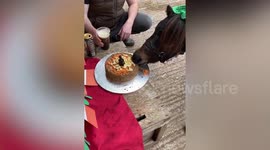 Guinness loving miniature pony 'devastated' after coronavirus leads to cancellation of boozy birthday party at the local pub
