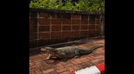 Best Virals Feb So Far