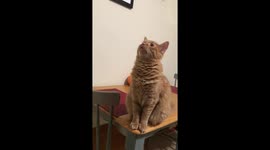 Concerned cat meows at wreath