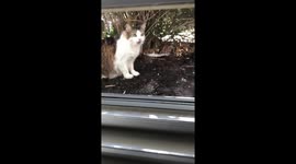 Outdoor cat growls at kittens
