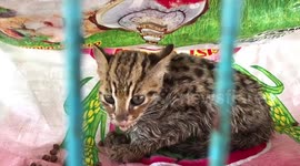 Adorable leopard cat rescued after getting trapped in snare for rodents in Thailand