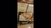 temp