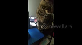 No you may not work! Cat in Pennsylvania won't let his dad work remotely