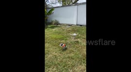 Training my dog to walk with drone