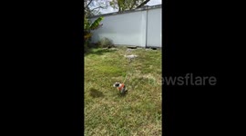 Fail! Dog in Florida is not having his walks with a drone amid coronavirus fears