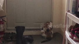 Cat confused by wind sound through door