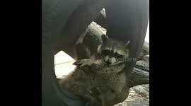Relax and exercise at home during ongoing coronavirus outbreak like these raccoons