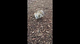 Squirrels in London park begging for nuts
