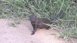 Pesky ants! Get off my legs!  Ants bothering a Dwarf Mongoose