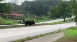 Wild elephant causes chaos after walking across highway and raiding gardens