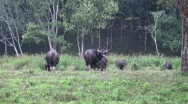 Big, beautiful Gaur, or Indian Bison, Bos gaurus, feeding and sparring in Periyar National Park, Kerala, India