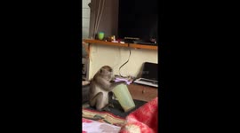 Wild monkey enters family room and steals box of snacks left on the floor
