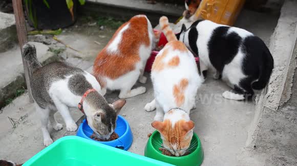 Indonesian woman lives with 158 rescued cats