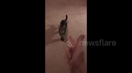 He shoots, I die! Finn the cat plays dead in Massachusetts