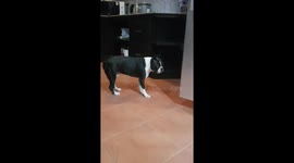 BOSTON TERRIER ACCIDENTLY EATS A PIECE OF OWNERS JOINT