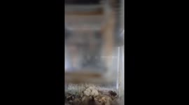 Lucky the toad being caught on video 2