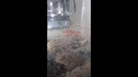 Lucky the toad being caught on video 3