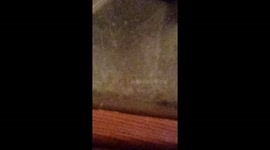 Lucky the toad being caught on video 4