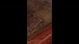 Lucky the toad being caught on video