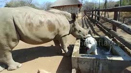 This Anatolian shepherd and white rhino are unlikely best friends