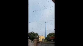 Thousands of bees suddenly attacked the man's house