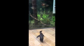 Penguins in the US have 'field trip' to visit other animals in zoo before COVID-19 lockdown