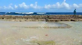 Great Dane running to her boss