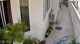 Snake leaps out at woman as she walks down the side of house