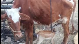 Bizarre incident sees Indian cow give birth to deer hybrid calf