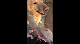 Learn to be a diver like this golden retriever