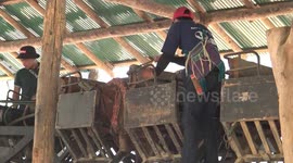 Dozens of elephants 'set free' as chairs used to carry tourists are scrapped in wake of COVID-19 downturn