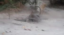 Three monitor lizards wrestle to claim beach deserted by tourists amid Covid-19 downturn