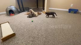 Florida woman fosters SIX kittens while stuck at home during quarantine